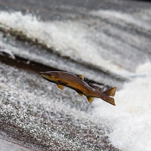 저분자 피쉬 콜라겐